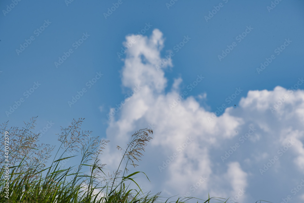 Fototapeta premium 青空