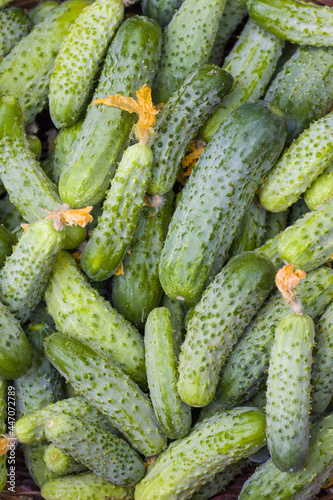 cucumbers and dried flowers background