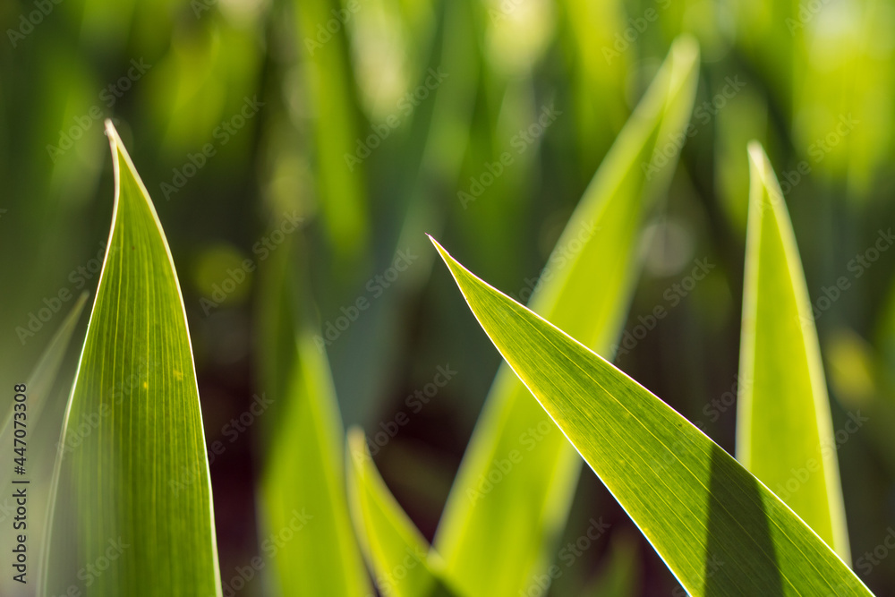 Obraz premium fresh green grass blades in sunlight in summer in germany, macro shot