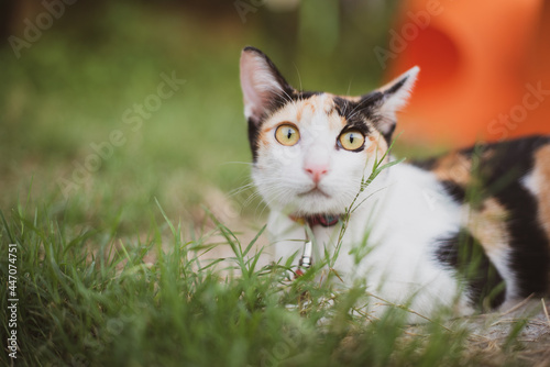tricolor cat sitting on green lawn Big eyes seemed to be frightened of something. Half-body view with copy space