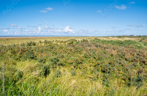 Sea buckthorn shrubs in Westerduinen dunes of Schiermonnikoog  Netherlands