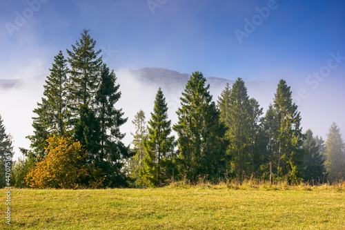 coniferous forest on the hill. nature scenery on a bright foggy morning. beautiful mountain landscape in autumn with clouds on the sky