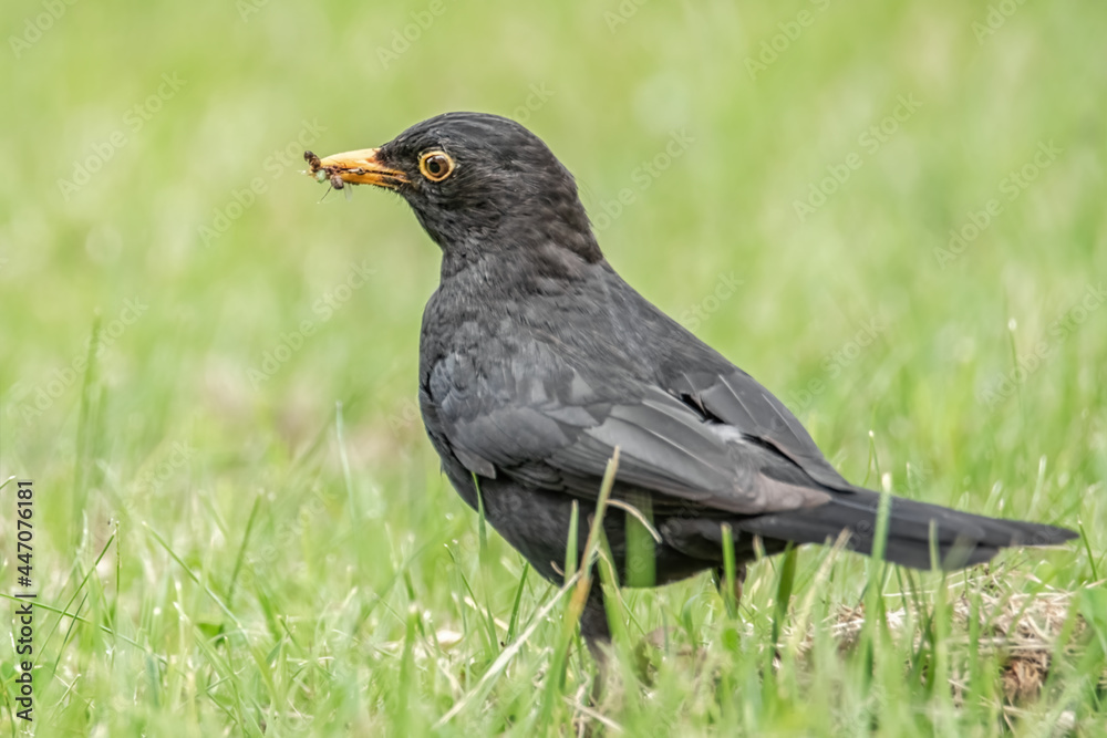 Amsel mit Insekten im Schnabel Amsel mit Insekten im Schnabel