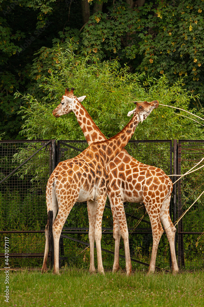 Żyrafa w zoo