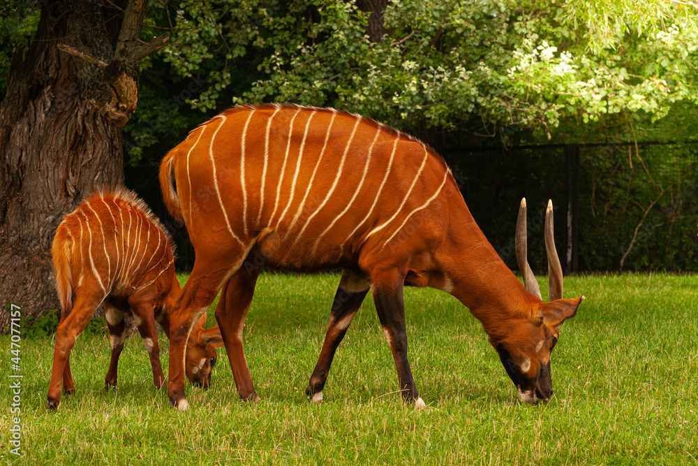 Antylopa Bongo