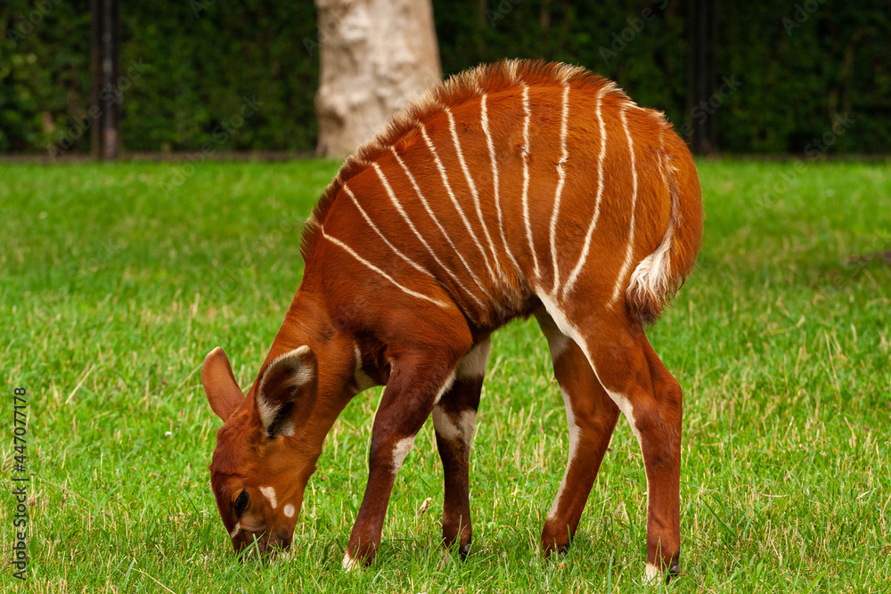Antylopa Bongo