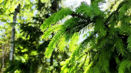 Spruce branch sways in the wind on a sunny summer day. Branches of tree with green forest background. Beautiful branch of evergreen spruce. Outdoors, Close-up.