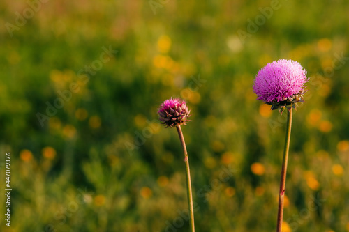 milk thistle flower on a blurry background