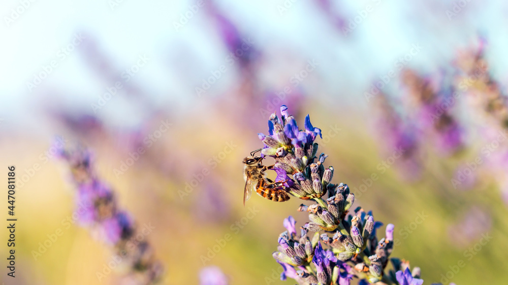 Obraz premium close up of lavender flowers