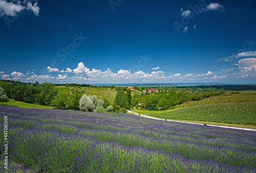 Nice lavender field in Hungary in spring
