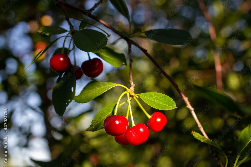 cred cherries on a branch, herries on a tree