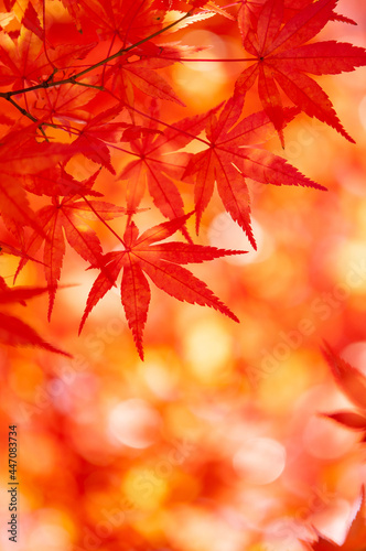 秋色の輝き