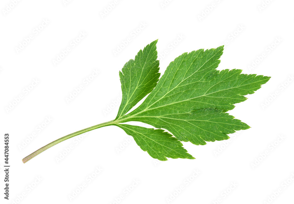 Fototapeta premium white mugwort plant (Artemisia lactiflora) isolated on white background
