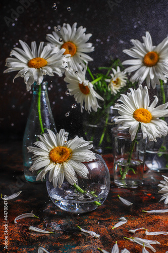 Beautiful and moody chamomile flowers composition.