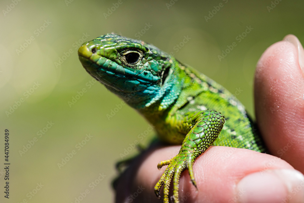 Obraz premium green lizard close up