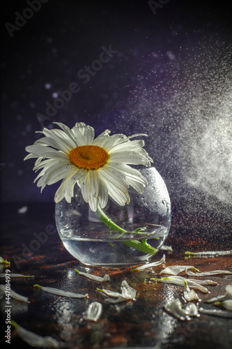 Beautiful and moody chamomile flowers composition.