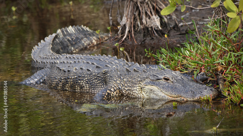 American alligator basking in a mangrove swamp
