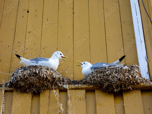 two Seagulls fighting with each other while sitting in their nests at a yellow wooden house 