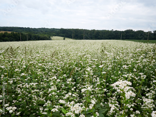 White buckwheat flower field with a couple in the background