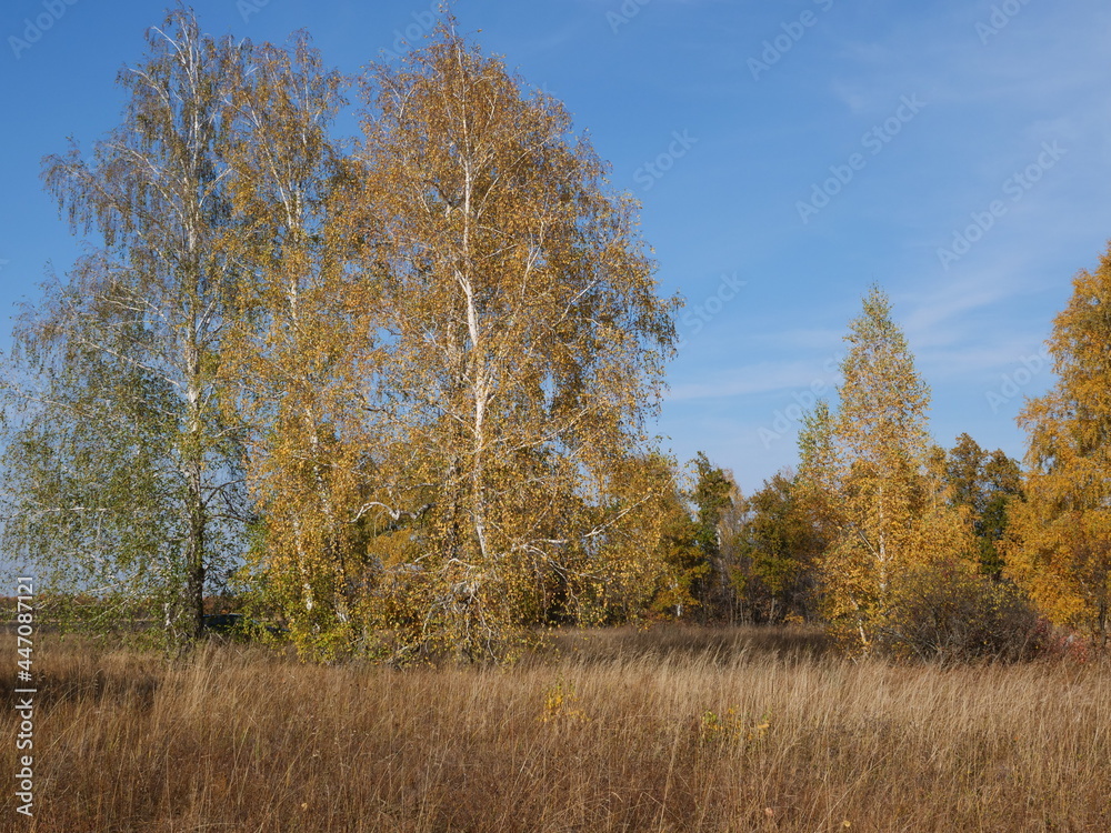 autumn trees in the forest