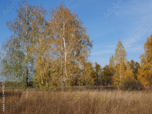 autumn trees in the forest