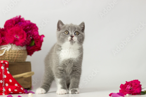 Cute British short hair cat. Little kitten plaing, looking at the camera. Red decor