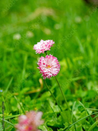 Close-up of a blooming pink clover among green grass . Wild flower of the field.