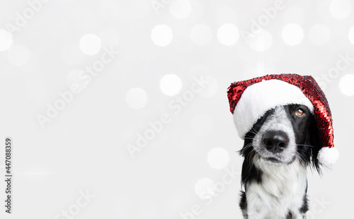 Banner puppy dog christmas wearing a red santa claus hat. Isolated on white background