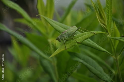 Grasshopper hide in grass. Fauna, flora, animals, macro, insects, large, predator 