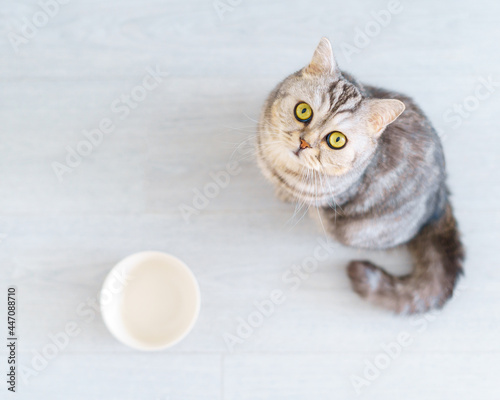 Obraz na płótnie Top view adorable grey Scottish hungry cat wants to eat, looking pitifully to camera kitten siting in kitchen floor and waiting for owner to pour dry food into an empty bowl