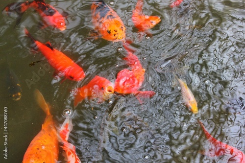 Bild auf Leinwand Bright orange koi fish swimming around in the pond looking for food