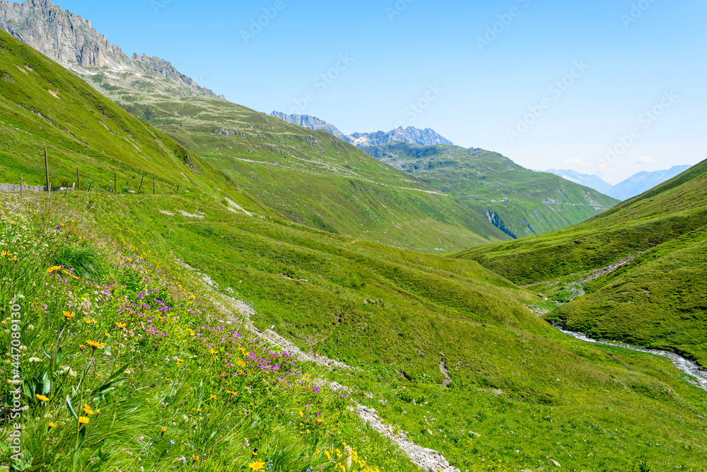 Wild wildflowers in the mountains. Alpine meadows. Switzerland. Furka 2163 м..