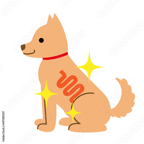 犬　健康　病気　きれいな腸　イラスト素材