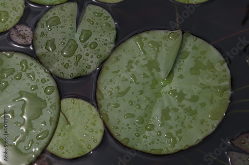 Beautiful vie wof the Beautiful water lily leaves in large drops of water. photo