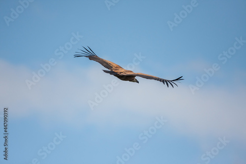 Griffon Vulture, (Gyps fulvus) open wing top view.