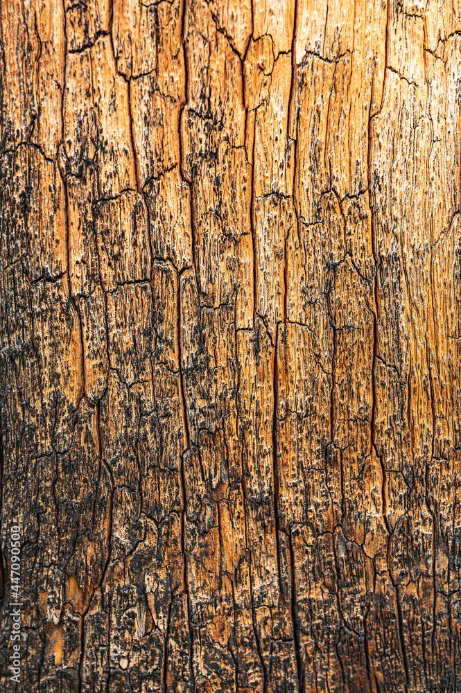 Obraz premium patterns and texture of old wood