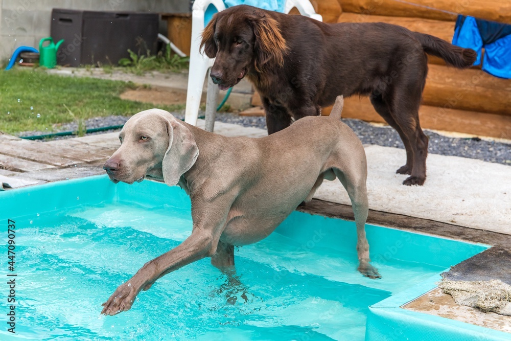 Weimaraner dog breed by the home pool. Hunting dog in the garden. Hot summer day by the pool.
