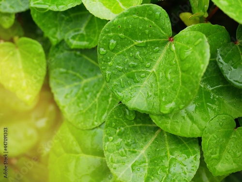 water droplets on leaves after heavy rain