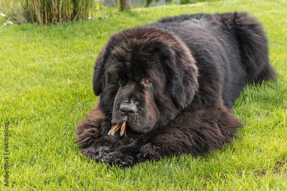 Newfoundland dog breed in an outdoor. Big dog on a green field eats a dried snack. Dog with bone chewing Newfoundland dog breed in an outdoor. Big dog on a green field eats a dried snack. Dog with bone chewing