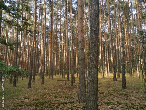 Fototapeta Naklejka Na Ścianę i Meble -  trees in the woods
