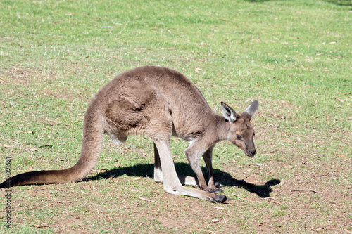 this is a side view of a western grey kangaroo