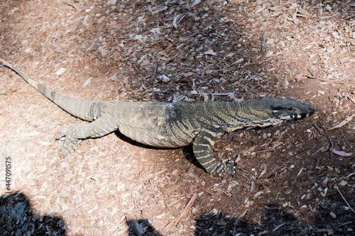 this is a side view of lace monitor or goanna