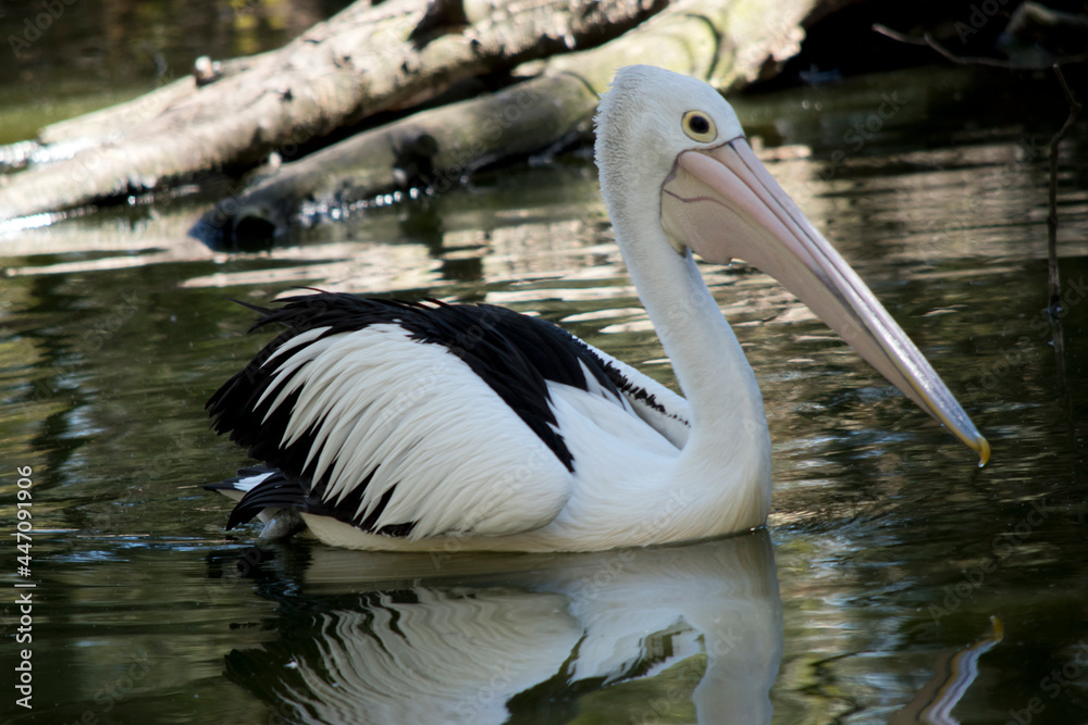 the Australian pelican is black and white the Australian pelican is black and white