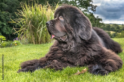 Newfoundland dog breed in an outdoor. Big dog on a green field. Rescue dog. Show breed of dog. photo
