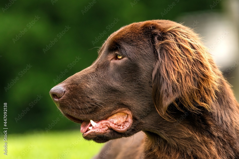 Typical Flat Coated Retriever in the meadow. Detail of a dog's head. Dog's eyes. Typical Flat Coated Retriever in the meadow. Detail of a dog's head. Dog's eyes.