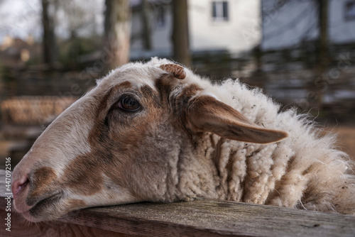 Goat on the farm