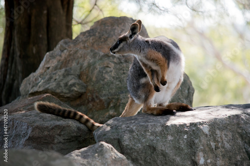 the yellow footed rock wallaby is standing on rocks