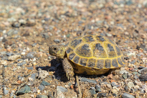Desert turtle makes its way across the veldt pebbles. Close-up
