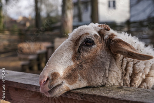 Goat on the farm