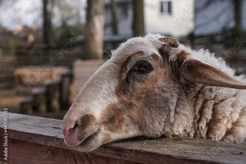 Goat on the farm